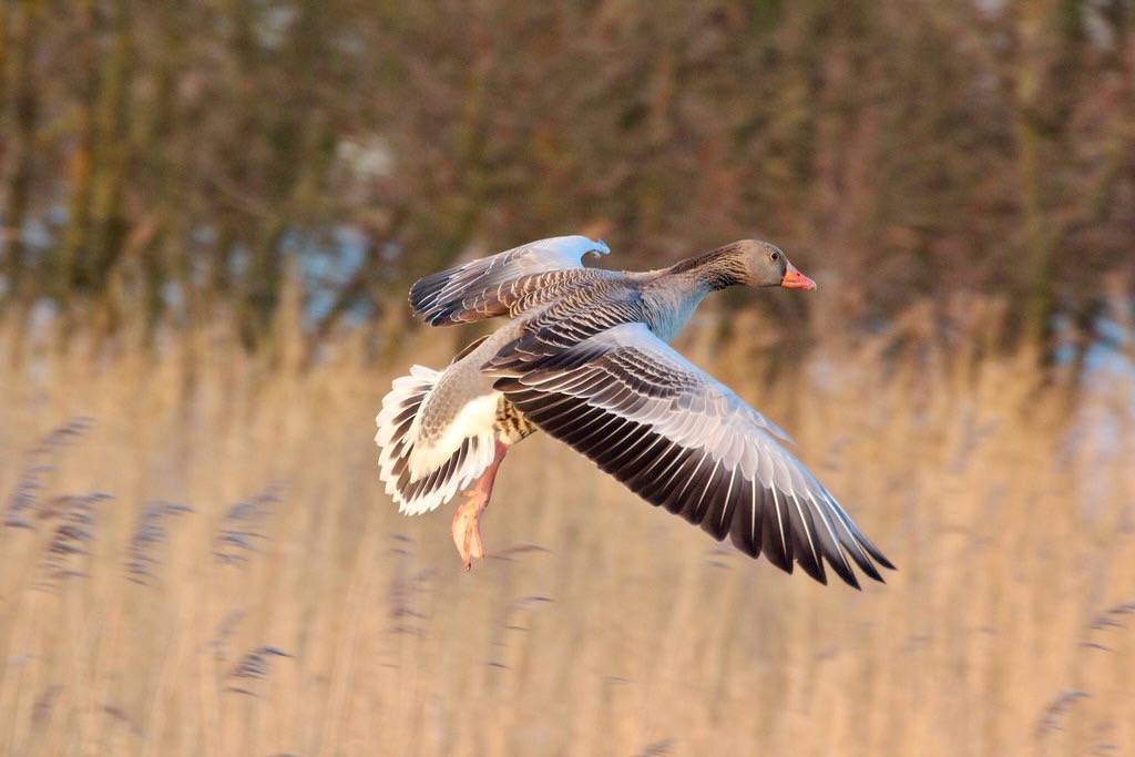 IMG_7550 by gary_leavens is licensed under CC BY-SA 2.0.